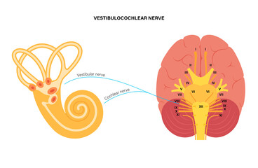 Vestibulocochlear nerve anatomy