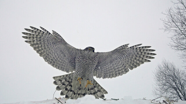 Northern Goshawk. Bird Of Prey In Flight. Accipiter Gentilis