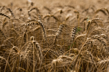 Erntereife Gerste auf einem Feld
