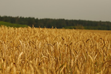 pszenica, pola, zboże © Marcin