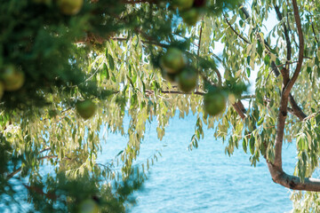 Naklejka premium Pine tree branches with cypress cones on it near the seaside