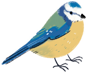 Blue tit bird illustration