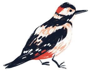 Woodpecker bird illustration