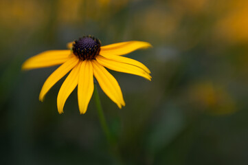 Closeup of Radiant Rudbeckia flower