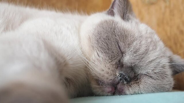 Sick cat nose with snot and discharge close up. snuffle and rheum cat sleep