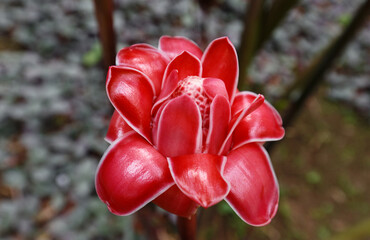 The Torch ginger flower, seen in Martinique, French West Indies.