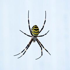 Araña tigre.