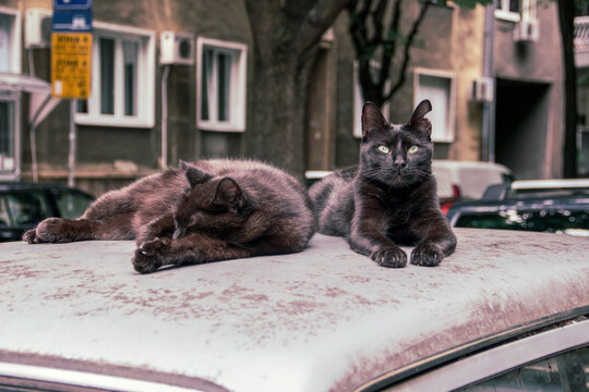 Two stray cats resting on a parked car
