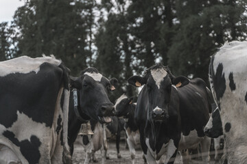 Vacas en la granja - obrazy, fototapety, plakaty