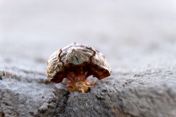 macro photo of a brown cypress cone, isolated picture of a close up of pinecone