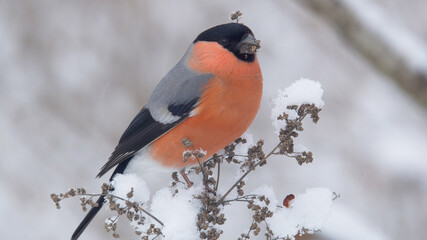 Eurasian bullfinch. Bird in winter. Red male on the white background. Pyrrhula pyrrhula