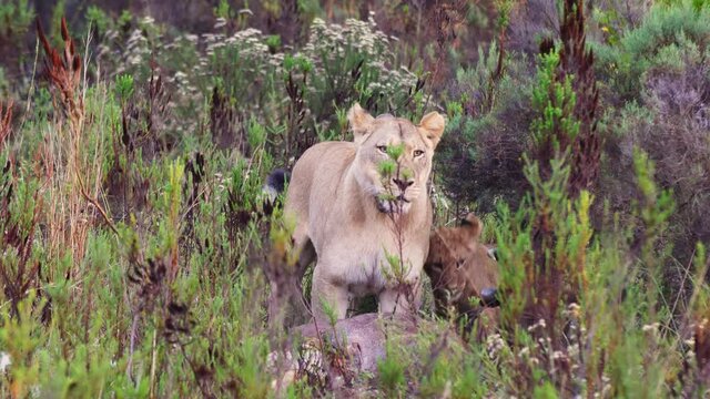 Lioness with tracker on neck gets annoyed by her cub over kudu kill