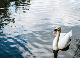 Obraz premium White mute swan in a pond