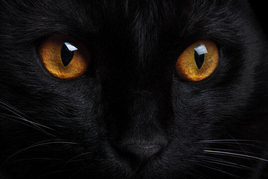 Muzzle of a black cat with yellow eyes close-up. Portrait of a black cat.