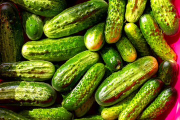 green fresh crispy cucumbers are filled with cold water in a basin for further salting