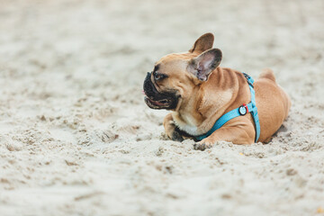 Funny french puppy bulldog outside. Adorable orange bulldog  in blue harness in the playground on a sand.