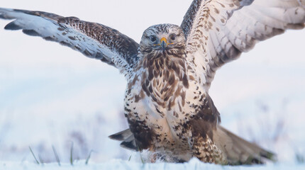Rough-legged buzzard or rough-legged hawk. Close-up of bird of prey in winter. Buteo lagopus - obrazy, fototapety, plakaty