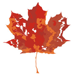 Maple Leaf -Dry  and Broken 