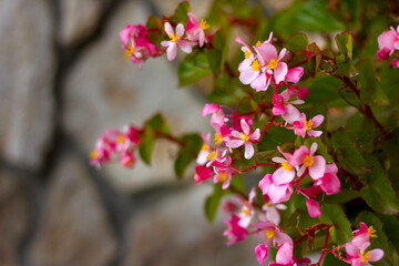 pink begonia flowers close-up on a stone wall background with place for text