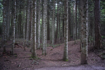 Obraz premium trees in the forest , pine tree