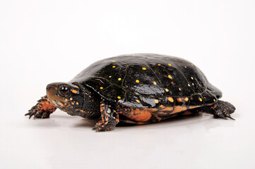 Tropfenschildkröte // Spotted turtle (Clemmys guttata) - obrazy, fototapety, plakaty