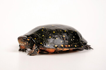 Spotted turtle // Tropfenschildkröte (Clemmys guttata) © bennytrapp