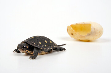 fresh hatched Spotted turtle // frisch geschlüpfte  Tropfenschildkröte (Clemmys guttata) - obrazy, fototapety, plakaty