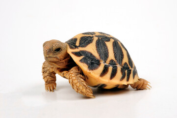 Indian Star Tortoise // Indische Sternschildkröte (Geochelone elegans) 