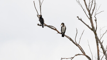 Cormorants. Lubana wetland. Nature reserve, Latvia