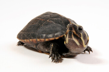 Dreistreifen-Klappschildkrote // Striped mud turtle (Kinosternon baurii)