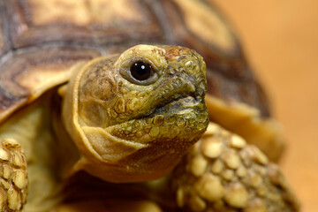 junge Spornschildkröte // juvenile African spurred tortoise (Centrochelys sulcata) - obrazy, fototapety, plakaty