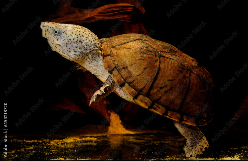 Canvas Prints Loggerhead musk turtle // Zwerg-Moschusschildkröte, Kleine Moschusschildkröte (Sternotherus minor)