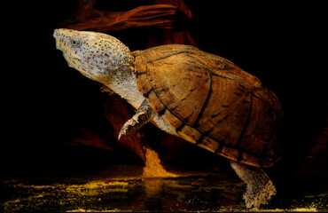 Loggerhead musk turtle // Zwerg-Moschusschildkröte, Kleine Moschusschildkröte (Sternotherus minor)
