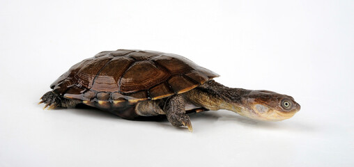 Helmeted Turtle, Marsh terrapin // Starrbrust-Pelomedusenschildkröte, Starrbrust-Pelomeduse (Pelomedusa subrufa) - obrazy, fototapety, plakaty