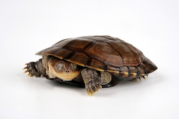 Starrbrust-Pelomedusenschildkröte, Starrbrust-Pelomeduse // Helmeted Turtle, Marsh terrapin (Pelomedusa subrufa) - obrazy, fototapety, plakaty