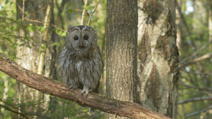 Tawny owl or brown owl. Bird on a tree. Strix aluco