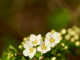 close up of a white flower