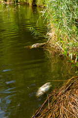 Dead rotten fish on shore of polluted lake.