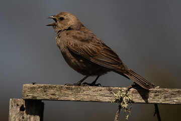 Female Housefinch Singing While Perched on a Wooden Fence in the Garden