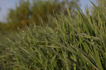 Dew drops on the grass, close-up. Selective focus. Early morning, summer