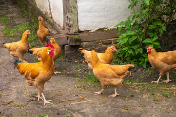 Genk, Belgium - August 11, 2021: Domein Bokrijk. Closeup of brown-feathered rooster and his harem of hens on courtyard of farm.