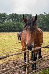 Genk, Belgium - August 11, 2021: Domein Bokrijk. Facial closeup of brown agricultural work horse on green pasture standing in brown mud behind fence under silver sky. Green foliage in back.
