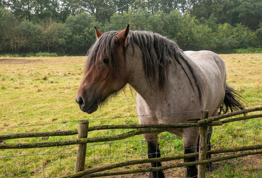 Genk, Belgium - August 11, 2021: Domein Bokrijk. Closeup of roan colored Belgian work horse on pasture behind fence.