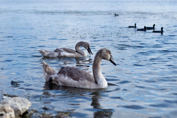 Young swans with gray plumage calmly swim on the lake on a sunny day. 
