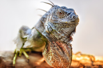 A big iguana lizard sitting on a tree.