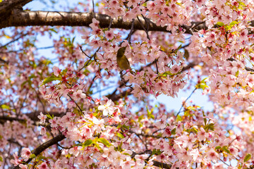 メジロと満開の桜