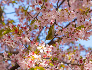 メジロと満開の桜