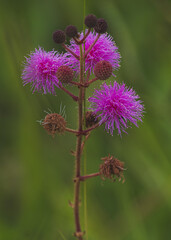 Vegetação no Paraná