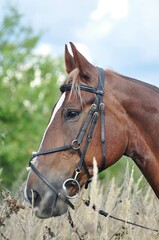 Portrait of a horse in a bridle
