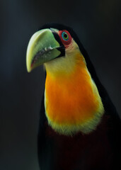 Tucano de bico verde